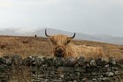 Dumyat Paths Highland Coo